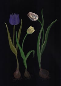 Image 1 of Trois tulipes