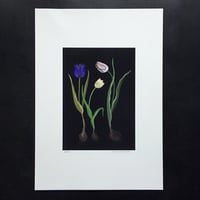 Image 2 of Trois tulipes