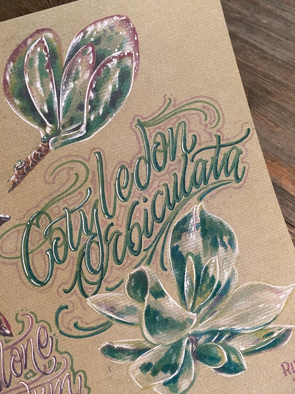 Image of Succulent Babes