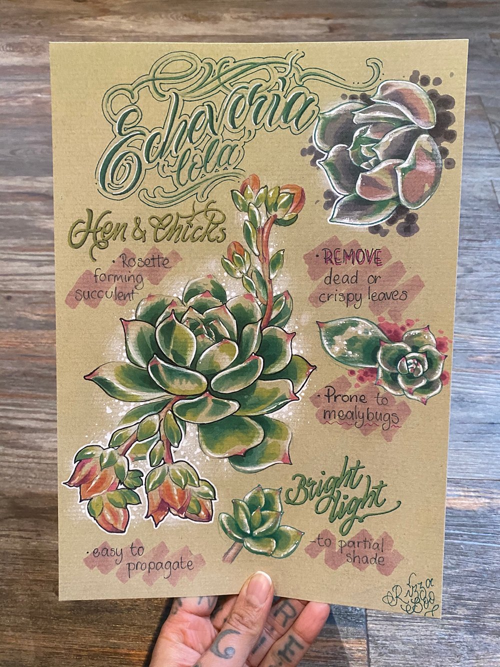 Image of Echeveria & Monstera bundle 