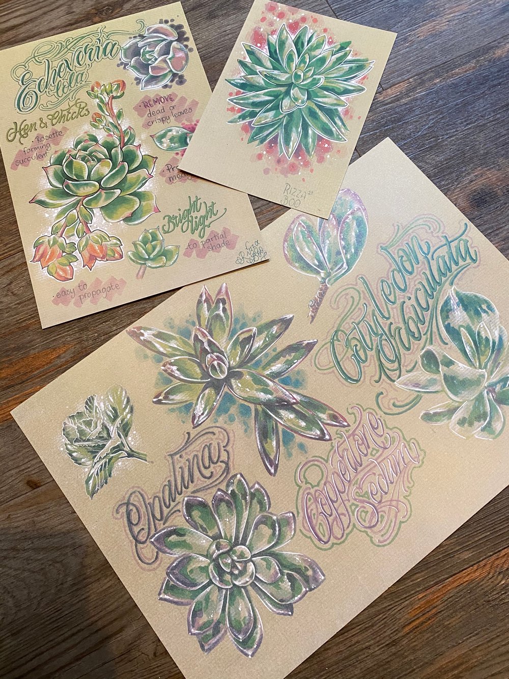 Image of Big Succulent Set