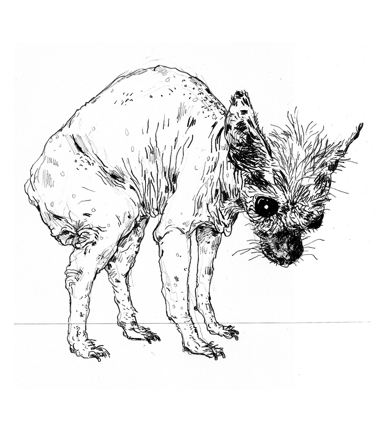 Image of Chihuahua