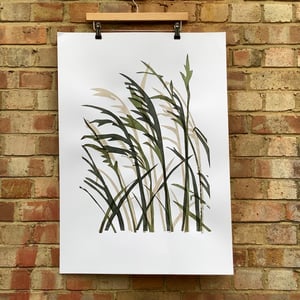 Image of Grasses