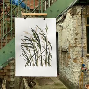 Image of Grasses