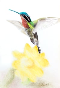 Hummingbird Art Print