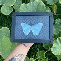 Image 1 of White Morpho