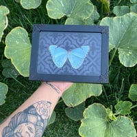 Image 2 of White Morpho