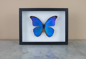 Image of MORPHO DIDIUS
