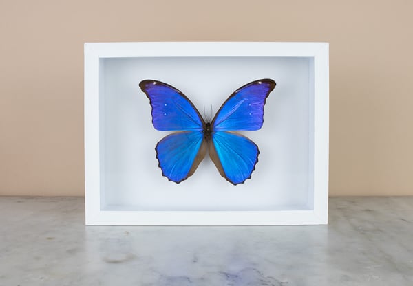 Image of MORPHO DIDIUS 