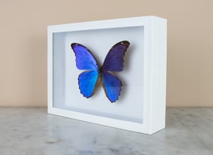 Image of MORPHO DIDIUS