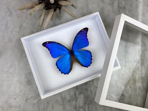 Image of MORPHO DIDIUS