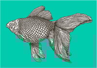 Image 1 of ‘Fishes eyes will watch your lies’