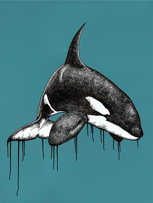 Orca