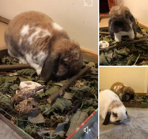 Image of Pizza forage box (in an actual 15 inch pizza box!!) (FAKEAWAY RANGE)