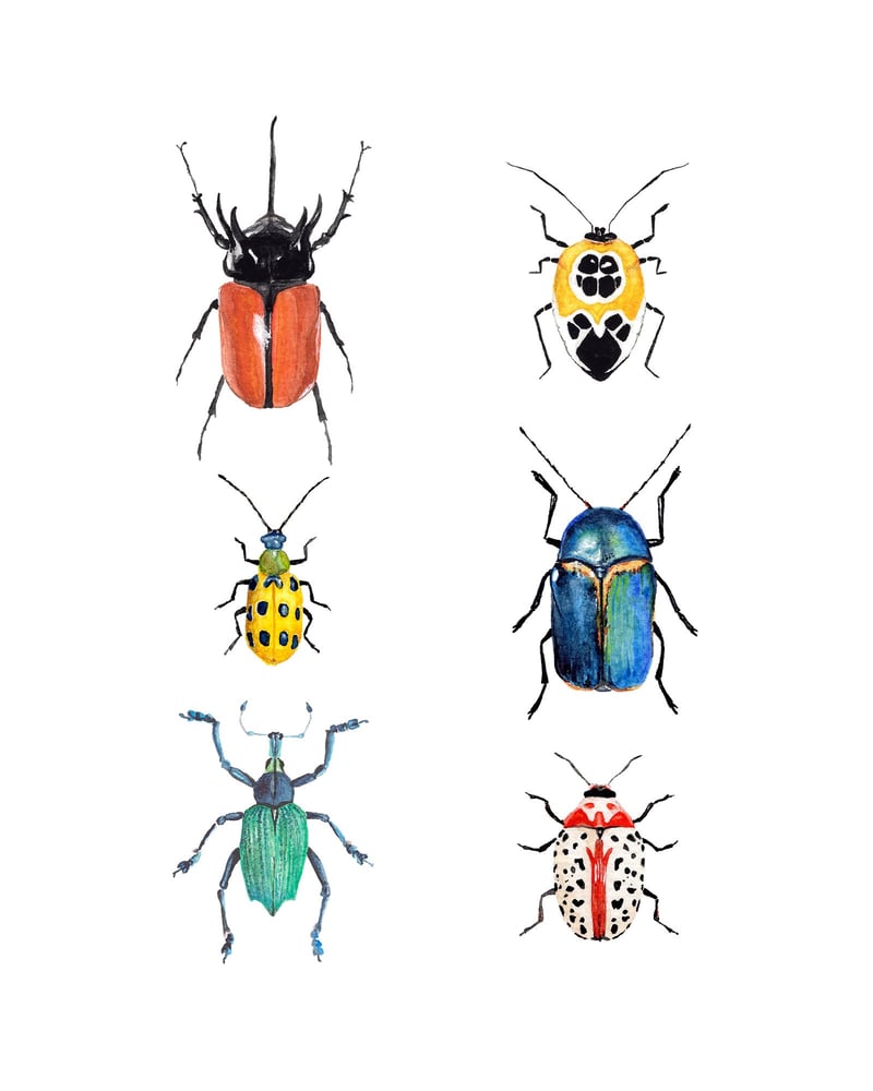 Image of Beetle Study - Six Specimen Set