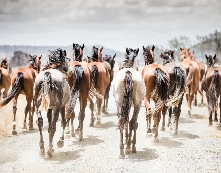 Image of Finch Farm Horse Tails
