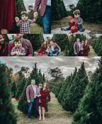 Image 5 of 11/9 Christmas Tree Farm Mini Sessions
