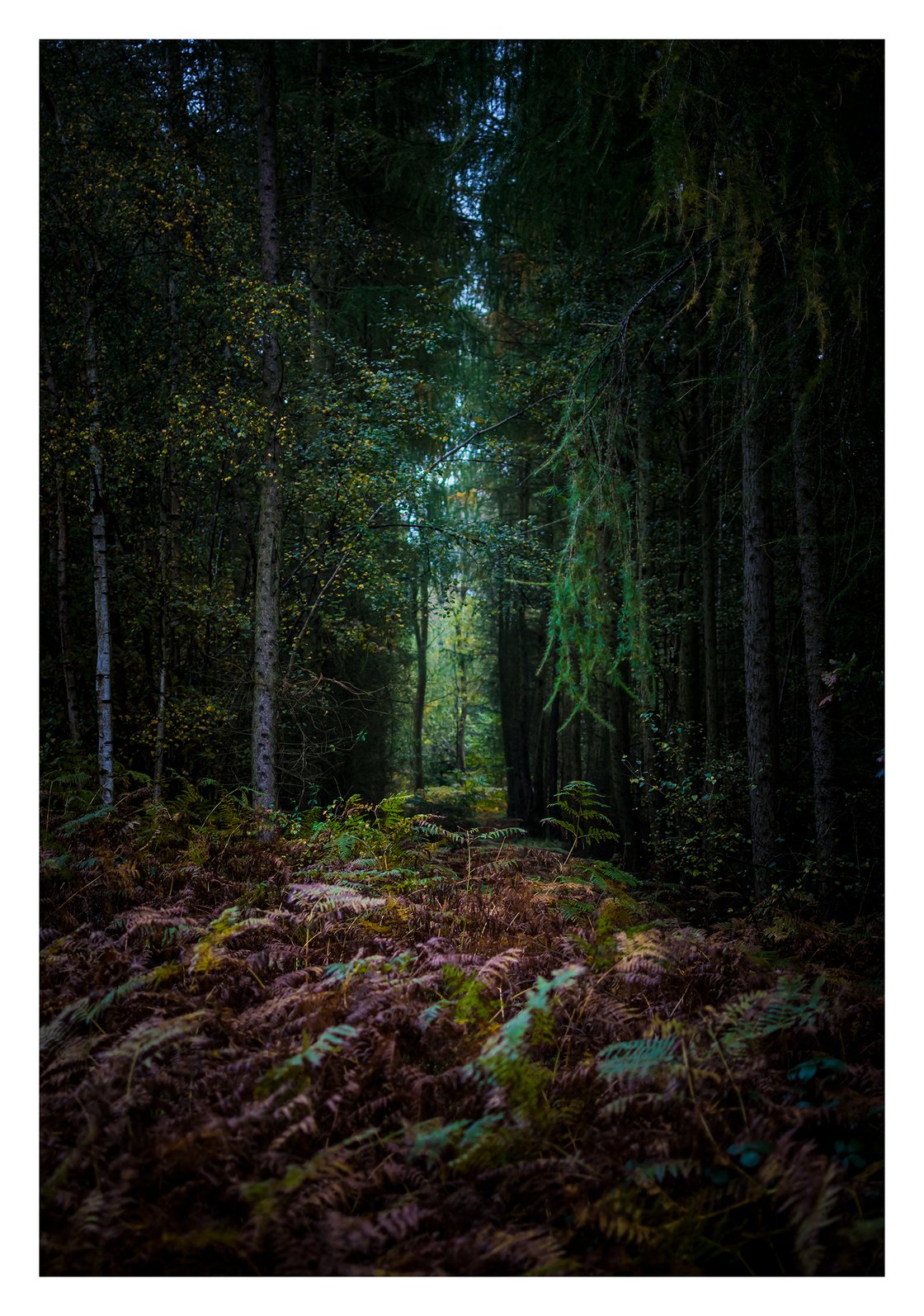 Image of Wakerley Great Wood