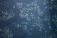 Image 2 of Central Park Squirrel Census 'Celestial' Map