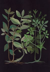 Image 1 of Botanique #1