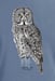 Image of Great Gray Owl dyed t-shirt