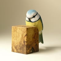 Image 3 of Blue tit