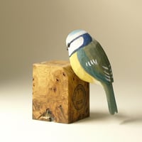 Image 4 of Blue tit