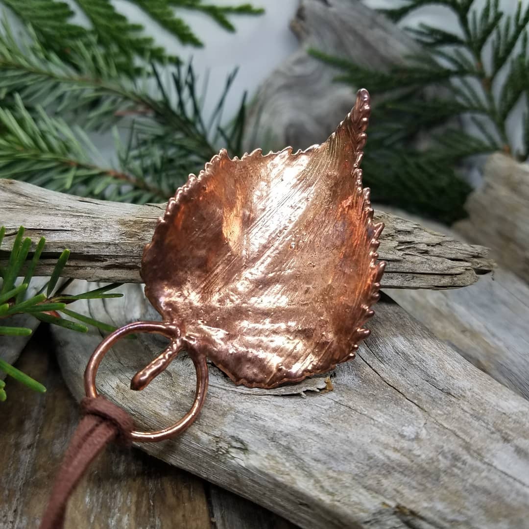 Image of Curled Red Alder Leaf