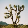 The Joshua Tree Series on Canvas