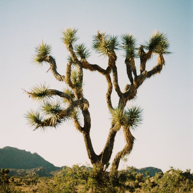 The Joshua Tree Series on Canvas