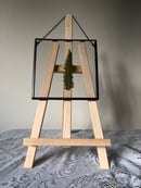 Image 2 of Floating Fern