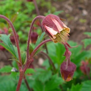Image of WATER AVENS SEEDS