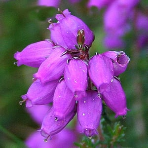 Image of BELL HEATHER SEEDS