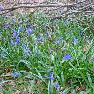 Image of BLUEBELL SEEDS