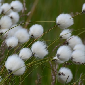 Image of COTTON GRASS SEEDS