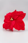 Fiore stella di Natale
