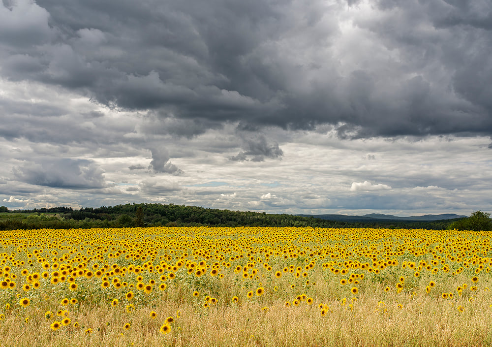 Image of Field of Dreams