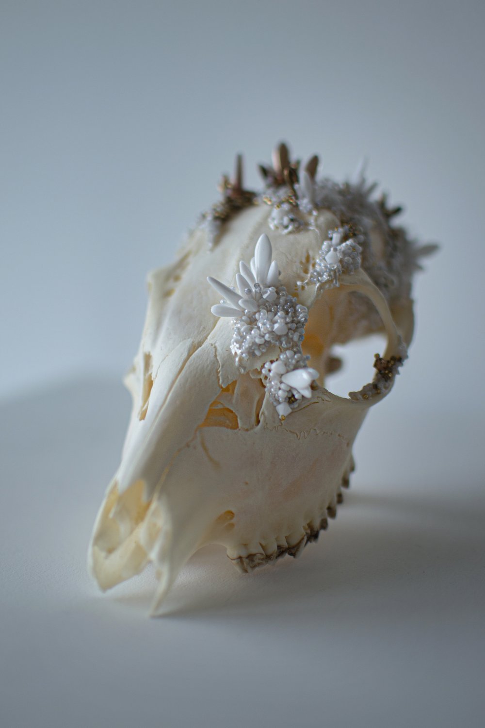 Image of Crystallized Skull #3