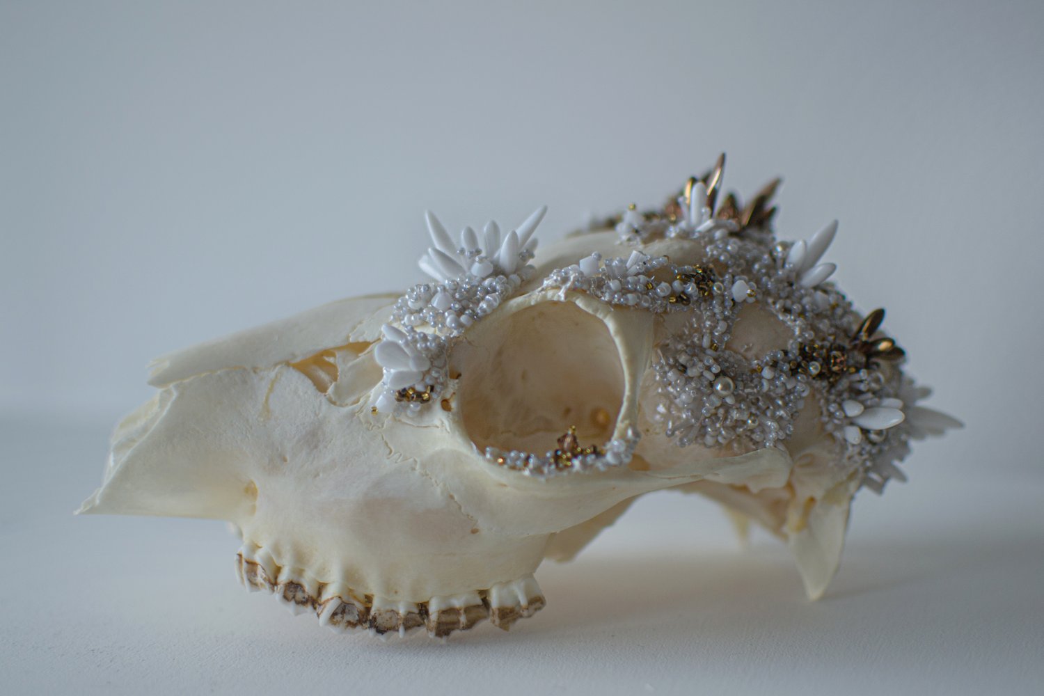 Image of Crystallized Skull #3