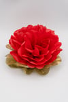 Dalia - Ninfea Natalizia
