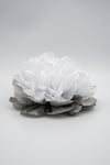 Dalia - Ninfea Natalizia