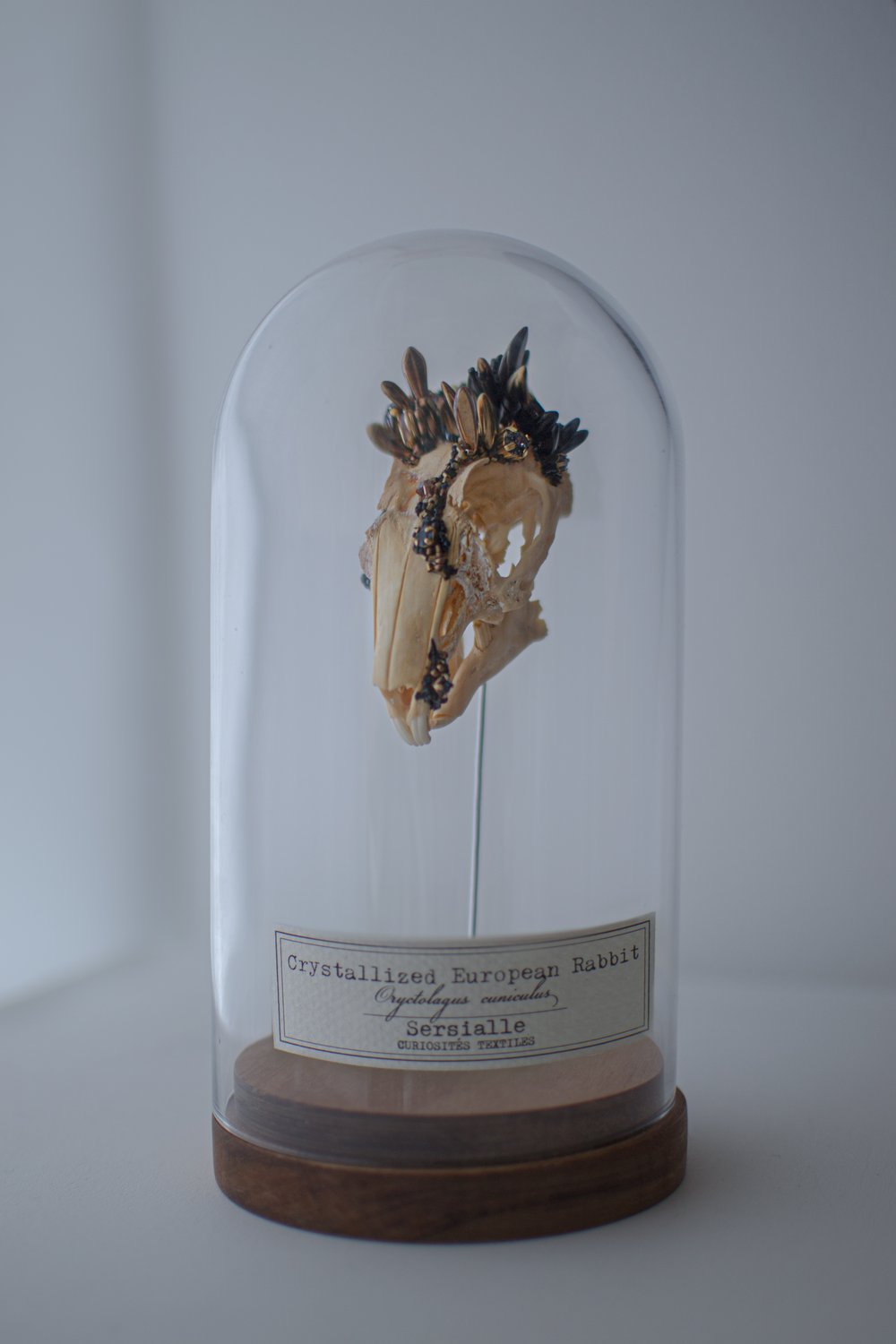 Image of Crystallized Skull #5