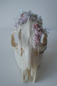 Image 1 of Crystallized Skull Chevreuil #1