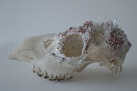 Image 2 of Crystallized Skull Chevreuil #1