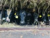 Deposit for Beef Share - Side of Beef