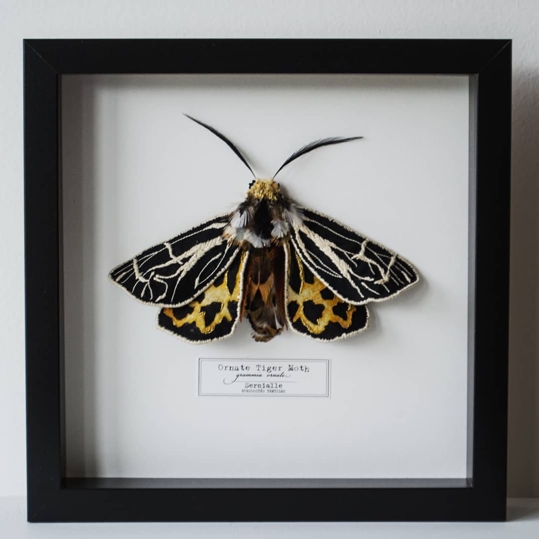 Image of Ornate Tiger Moth