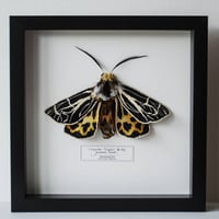 Image 3 of Ornate Tiger Moth