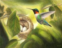 Hummingbird With Nest Art Print