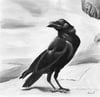 Raven Looks Back Art Print