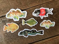 Fresh Catch